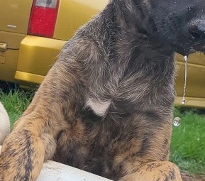 Staghound x Kelpie Pup