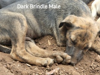 Staghound x Kelpie Pup