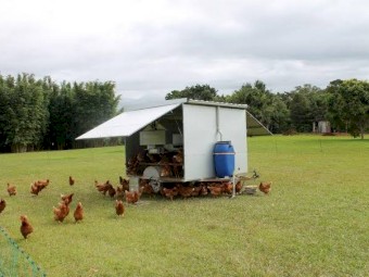 WANTED Chicken Caravan 10 or 30 