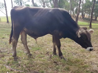 Brown Swiss Bulls