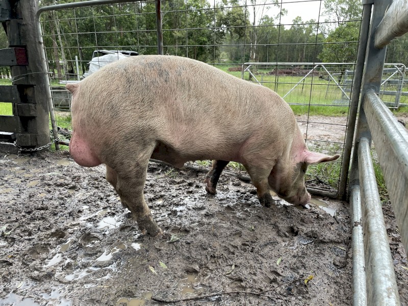 Large white boar
