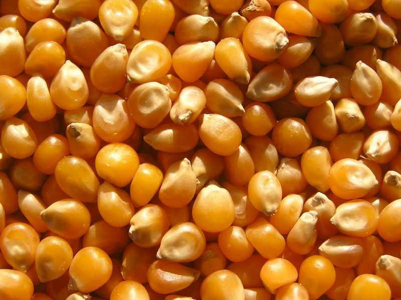 Feed maize