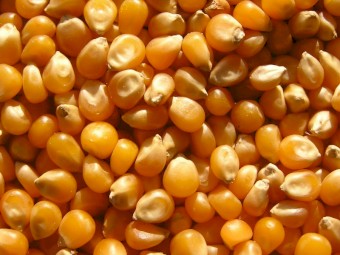 Feed maize