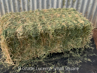 B-Grade Lucerne - Equine 