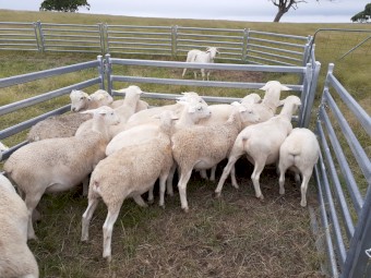 Dorper Wether lambs
