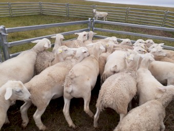 Dorper Wether lambs