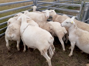 Dorper Wether lambs