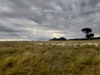 Dorper Wether lambs