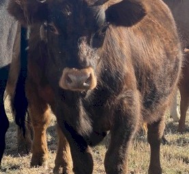 Highland X Angus Steers