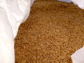 Graded Winteroo Grazing & Hay Oats - 97% Germination & 96.7% Purity