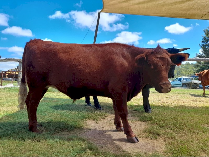 Red Angus X Led Steer - Ex Show Cattle - Maximus