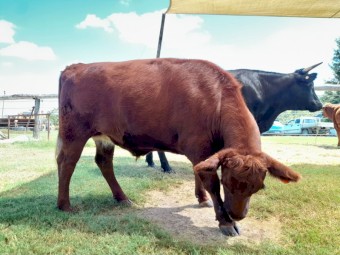 Red Angus X Led Steer - Ex Show Cattle - Maximus