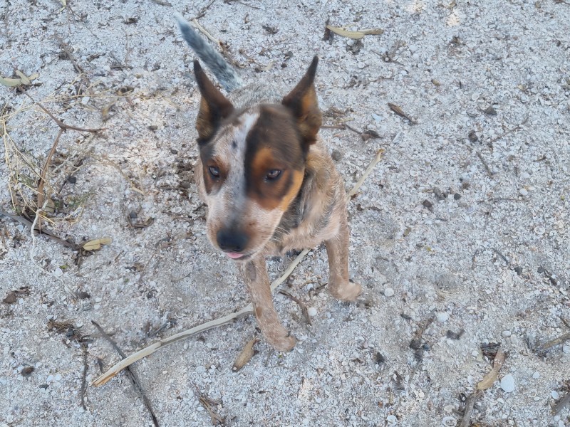 Young Female Red Heeler - Free to the right home.