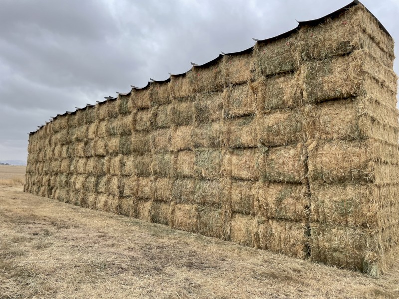 GRASS HAY, Big squares