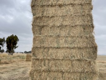 GRASS HAY, Big squares
