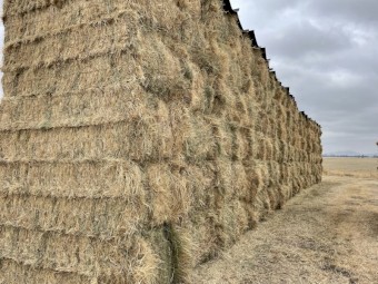 GRASS HAY, Big squares