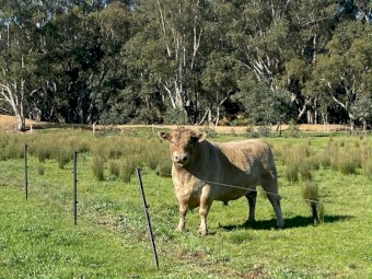 Murray Gray Bull