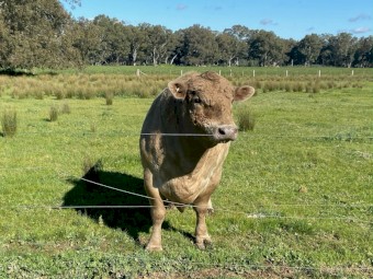 Murray Gray Bull