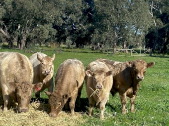 Murray Gray Bull