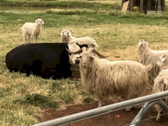 Angora mixed age/sex