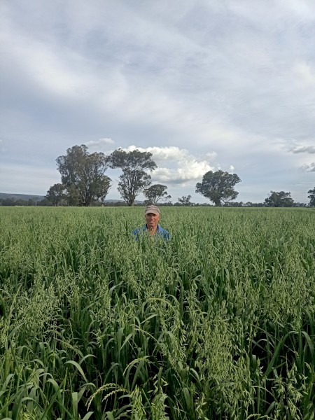 Forage oats