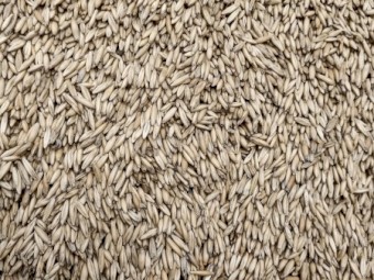 Forage oats