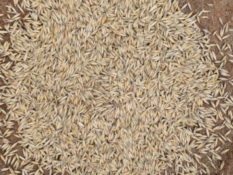 Wizard Oats. Graded cleaned and ready to sow. 2021 grown seed test and germ available