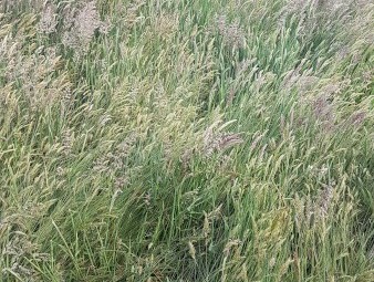 Hay - Round 5x4 Bales - Good Quality Pasture Hay (Rye/Clover)