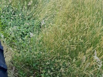 Hay - Round 5x4 Bales - Good Quality Pasture Hay (Rye/Clover)