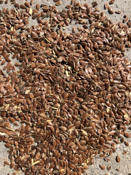 Linseed