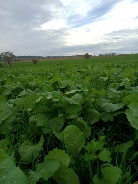 Turnip/Brassica Seed