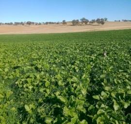 Turnip/Brassica Seed