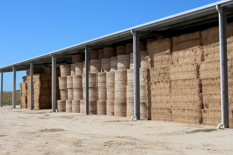 Lucerne Hay Large Square Bales - Shedded