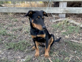 Kelpie Pups 