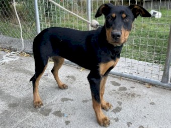 Kelpie Pups 