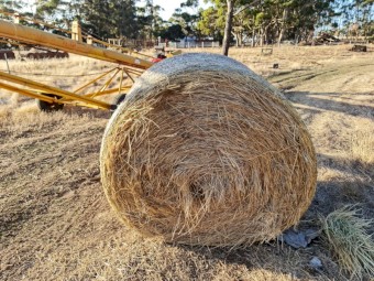 Ryegrass Hay