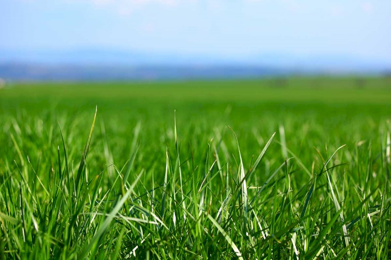 WANTED ANY SIZE arable, bush, cropping or agistment rural land (even land with easements) unsuitable for building