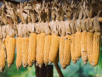 WANTED White or Yellow Dent/Field Corn