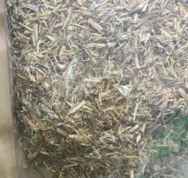 Ryegrass Straw