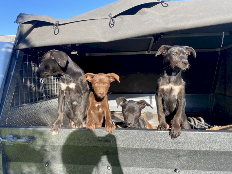 Pure Kelpie pups 