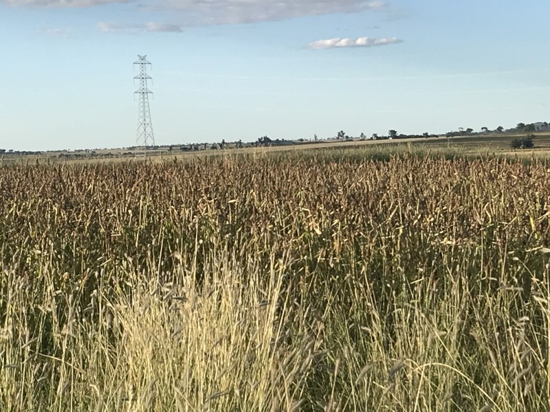 4mt Jap Millet Seed