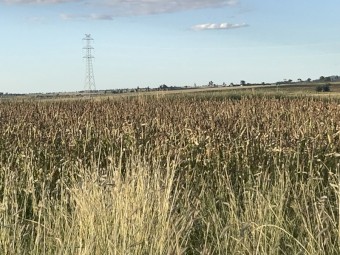 4mt Jap Millet Seed