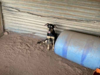 Kelpie pups