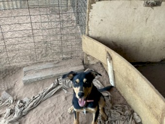 Kelpie pups
