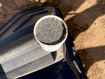 100mt Timok Vetch Seed
