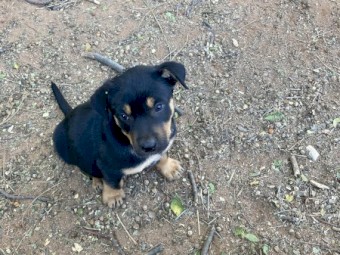Kelpie pups