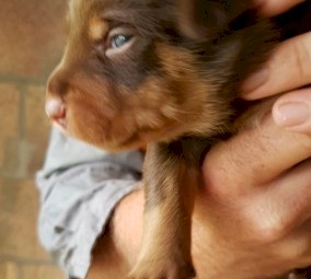 Purebred Kelpie puppies