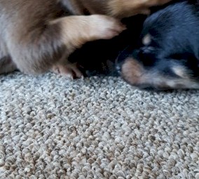 Purebred Kelpie puppies