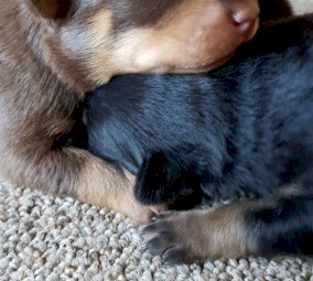 Purebred Kelpie puppies
