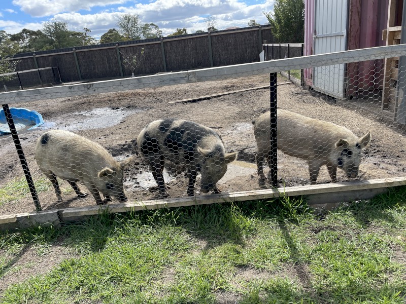 Australian Miniature Pigs Born MAY 2021 and Piglet Born MAR 2022
